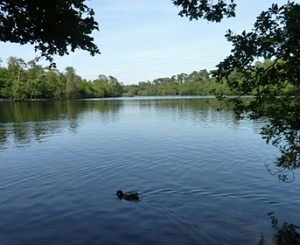 Black Park Lake